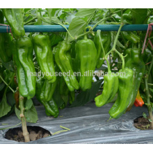 P31 Lvwen frühe Reife große Größe Hybrid grüne Paprika Samen